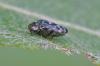 Trachys minutus